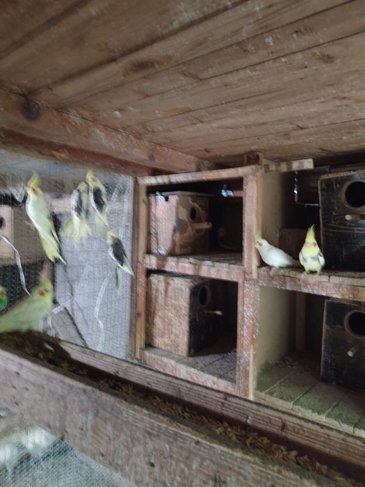 Папагали корели и вълнисти!