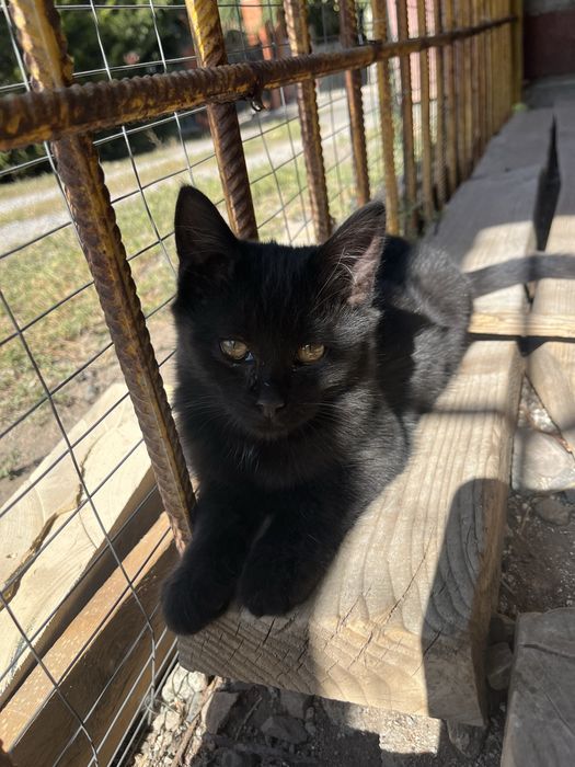Отдам котят в хорошие руки.