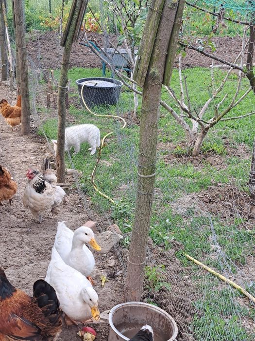 Vând 3 rațe leșești și 2 rațe albe