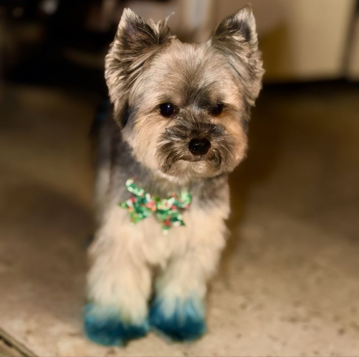 Tuns catei bragadiru 20%reducere