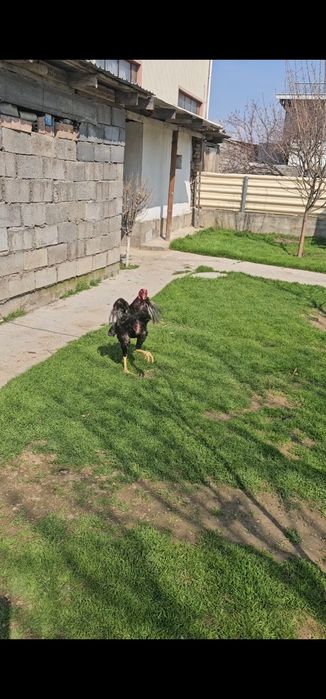 Бойцовы кораз дакан петух шоже