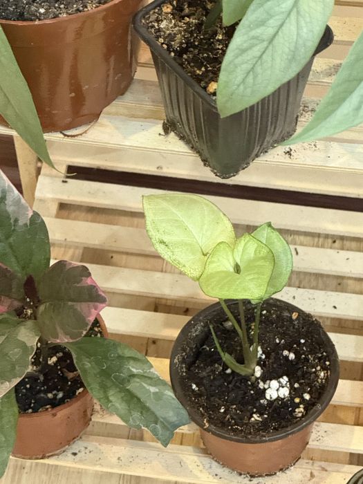 Наборы из 6 цветов