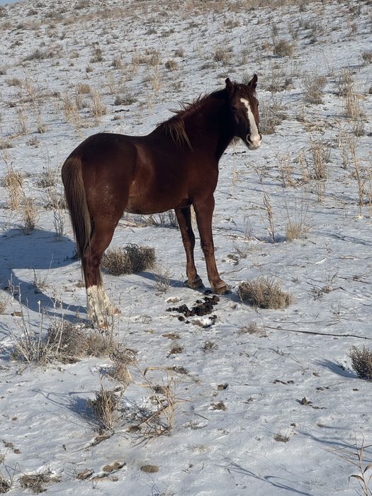 Айғыр сатылады жасы 4 те