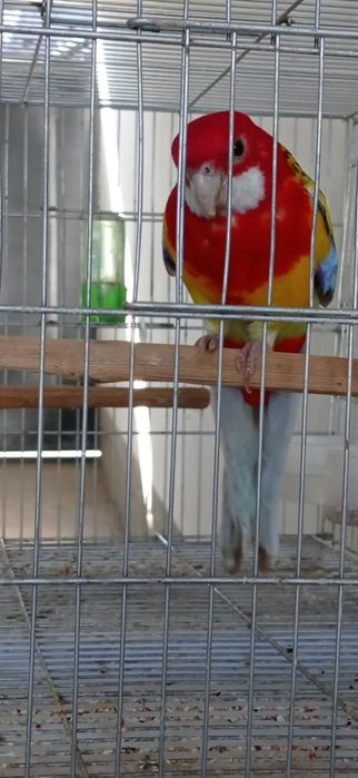 Razella popugay sotiladi