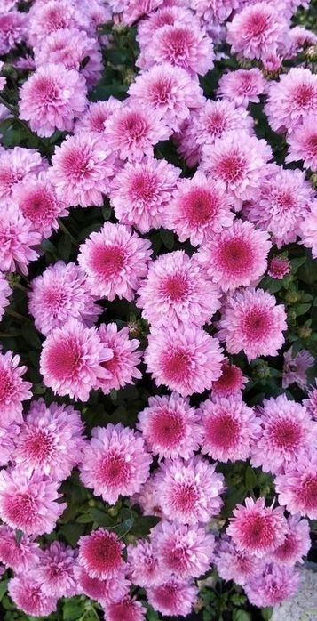 Хризантемы садовые цветы