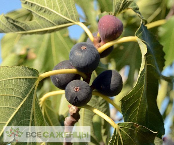 Саженцы инжира черного