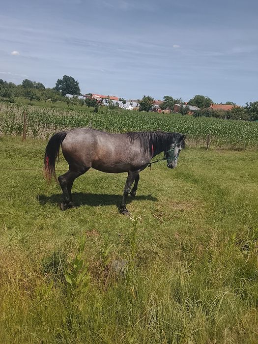 Vând iapă de 3-4 ani