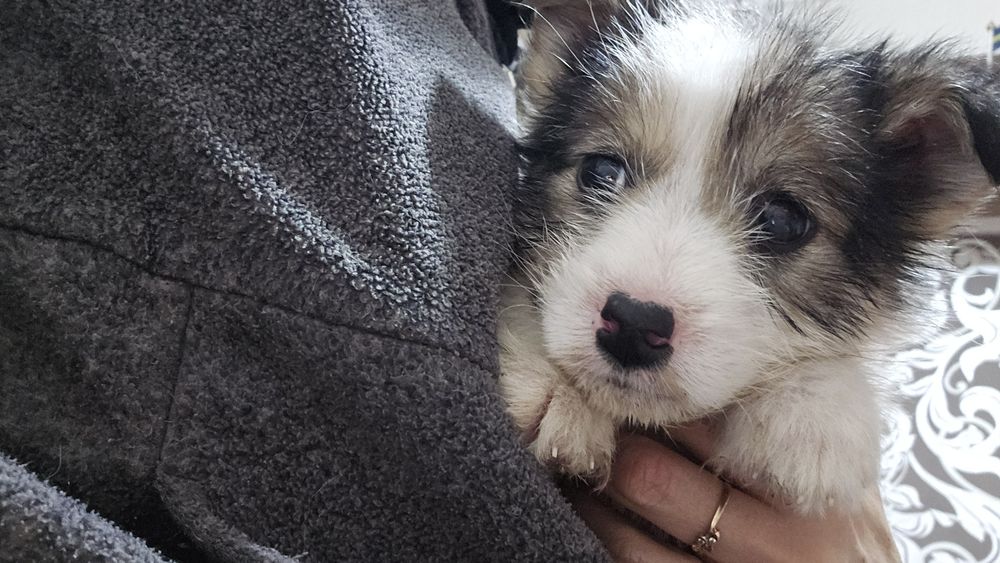 Отдам щенка в добрые руки