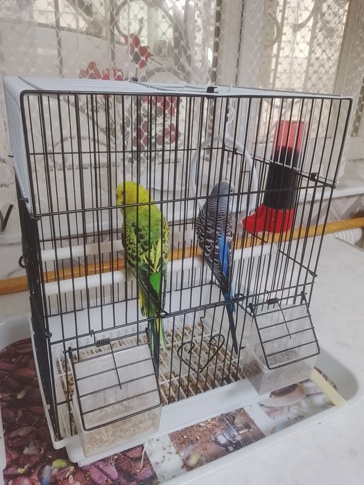 Попугайчики срочно