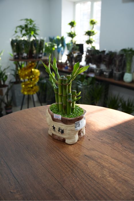 Комнатное растение: бамбук лаки в керамике
