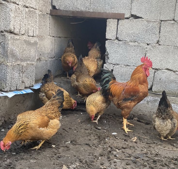 Цыплята Кучин юбилейный,