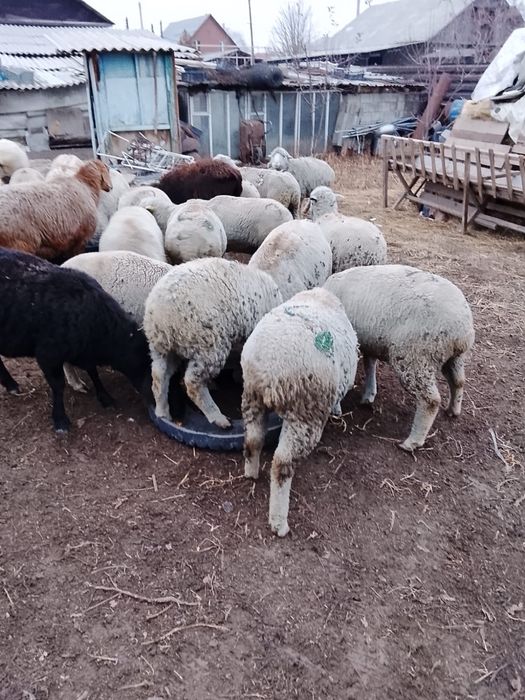 Продам баран от 60000 тенге.