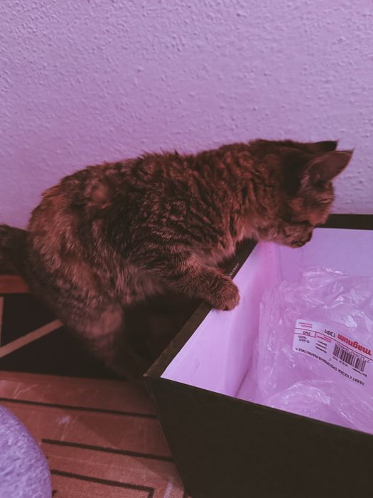 Котёнок три месяца