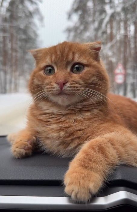 Aqilli mushug zotdor erkak