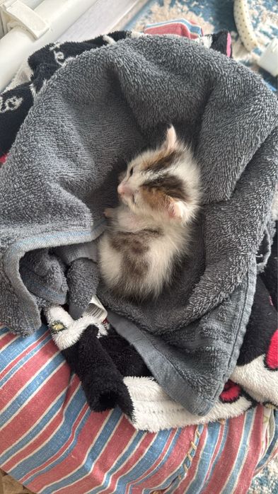 Котенок мальчик в добрейшие руки