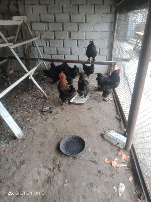 Барма тауықтар сатылады