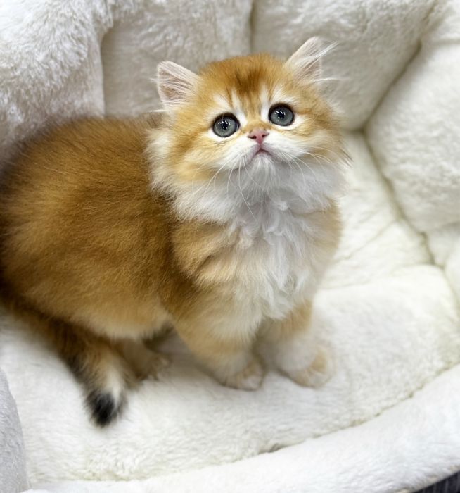 Британская Золотая шиншилла