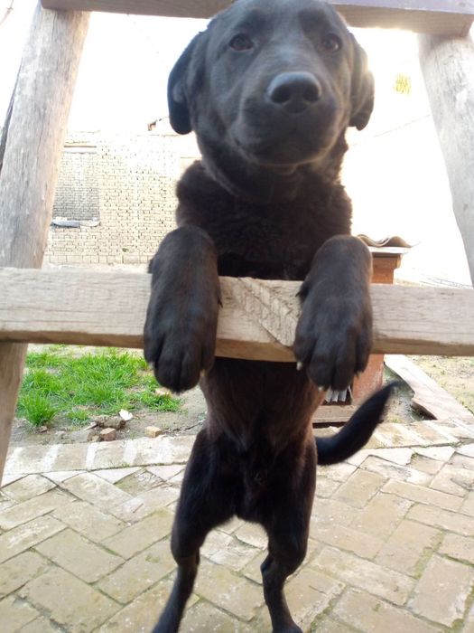 - Игровая собачка Labrador Retriever