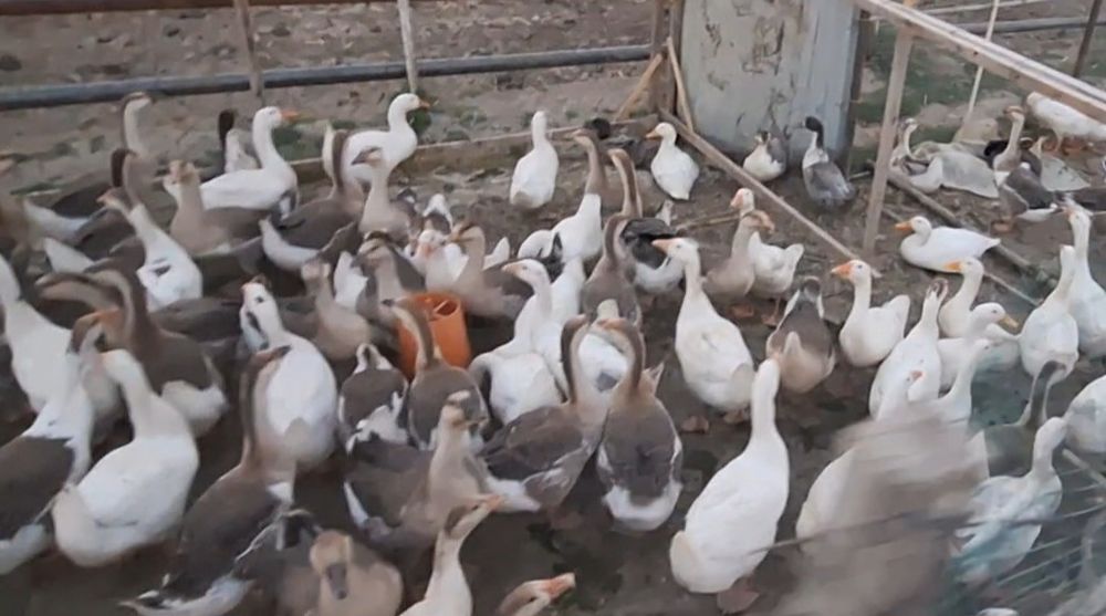 Королевский зотли гозлар сотилади