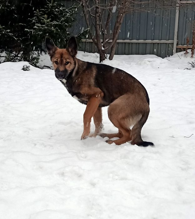 Пристраивается в хорошие руки