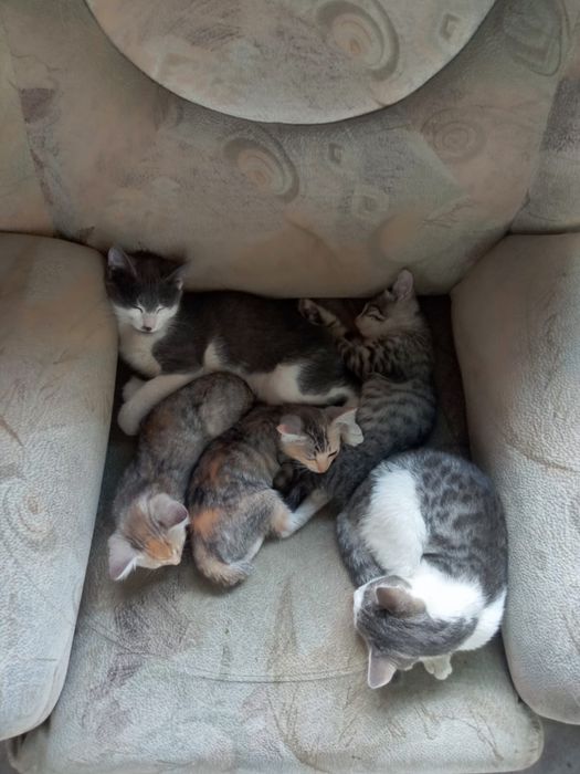 Отдам котят в добрые руки