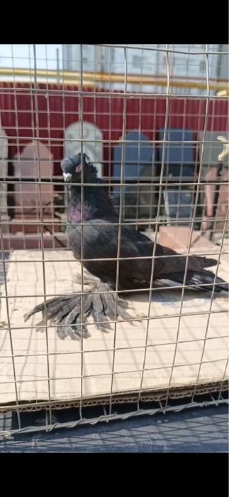 Голуби Гульсарка голубка