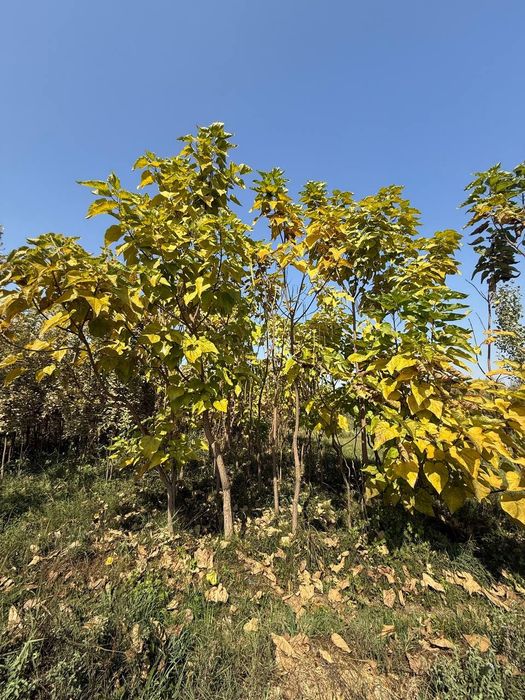 Питомник растений