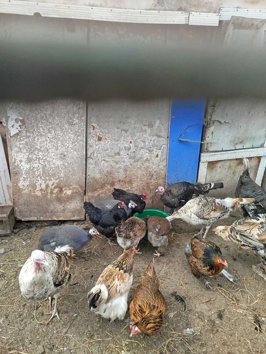 Продажа  куриных домашних яйц