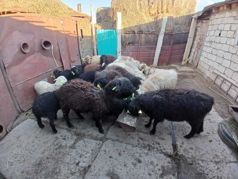 Продам баранов с барашатами