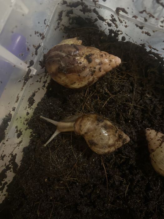 Ulitka ishtahasi yaxshi