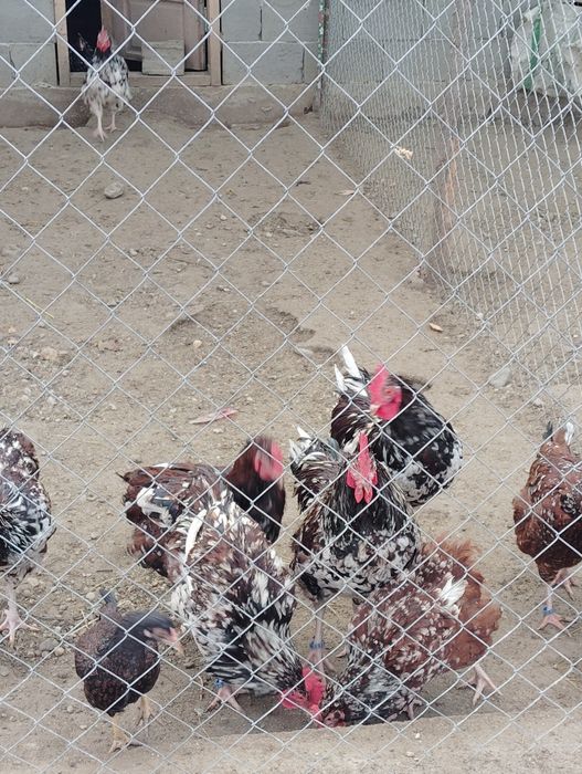 Vând 4 cocoși Sussex Porțelan,100 Ron negociabil.