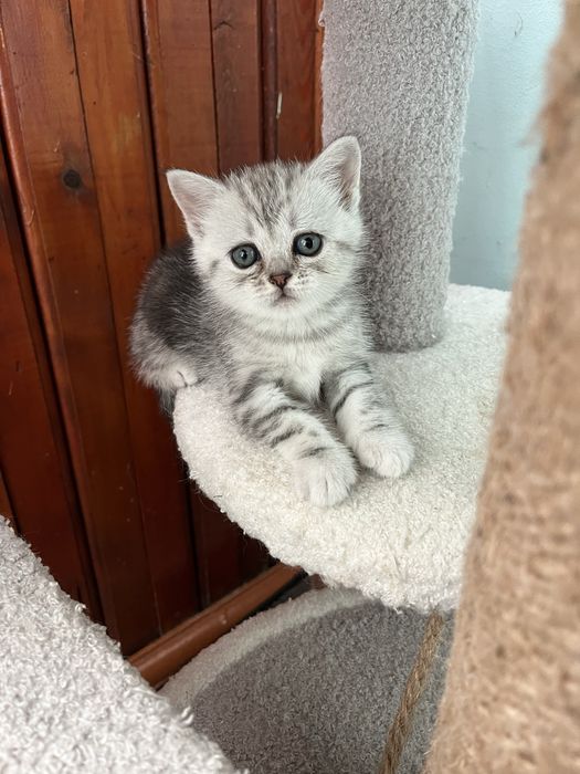 Котята шотландской породы