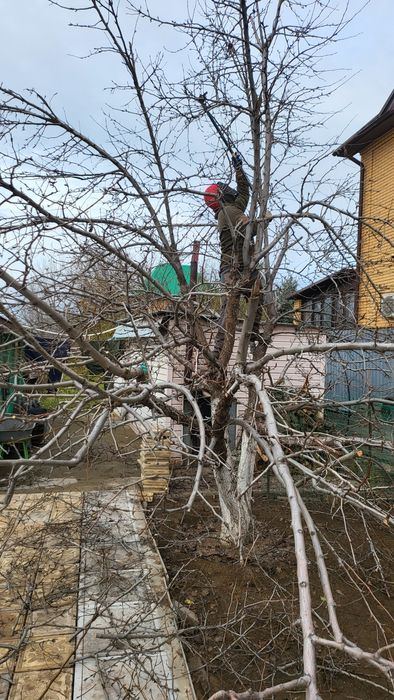 Плодовая обрезка