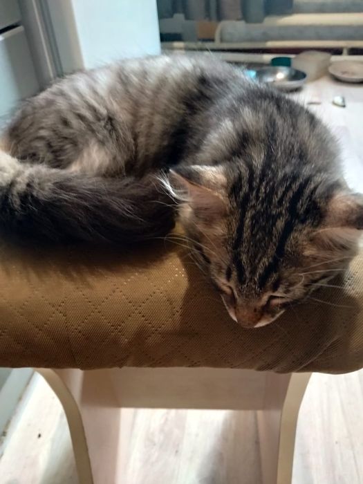 Подарю котенка мальчика