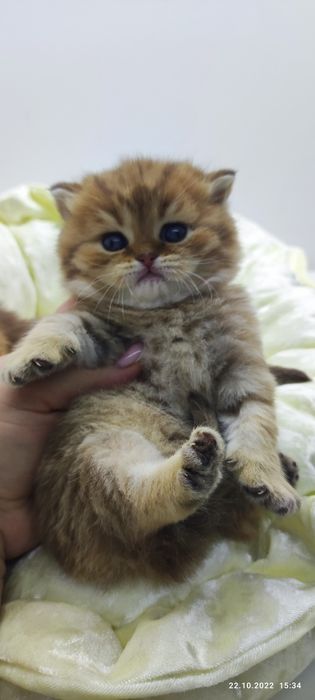 Британские шиншиллы КотЯта..