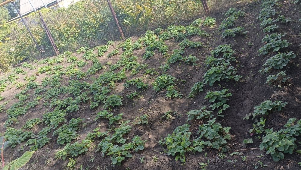 Продам дачу со всеми насаждениями