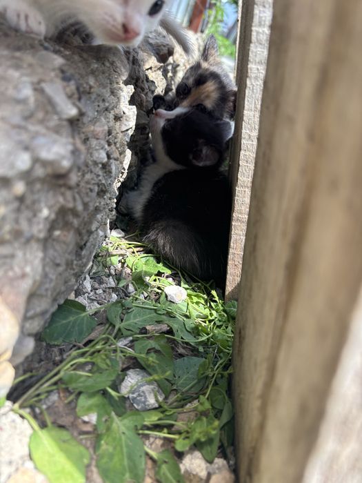 котята белые и трецветные