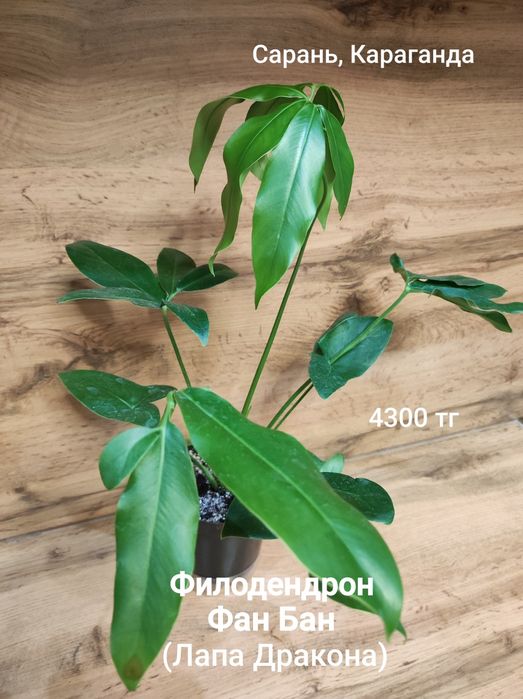 Филодендрон разный