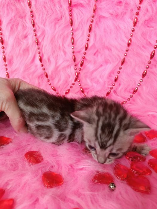 Продам бенгальских котят