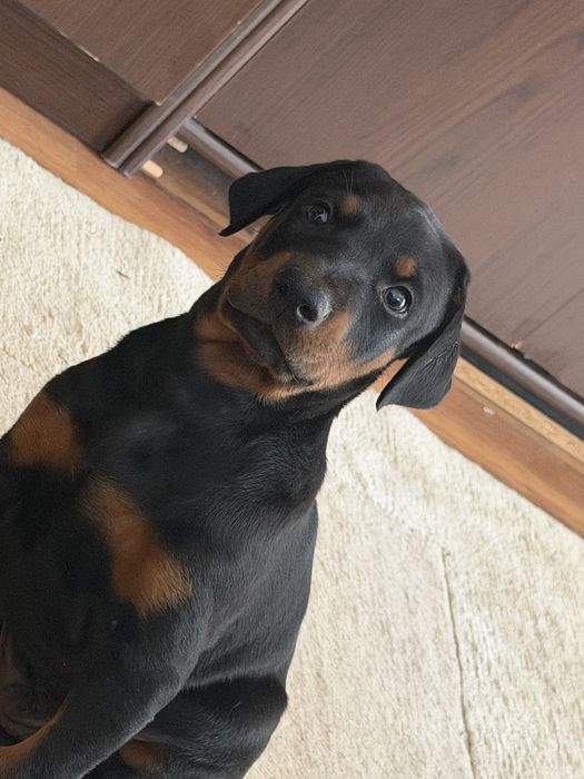 Doberman mascul