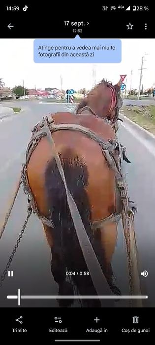 Vând iapă nu mușcă nu lovește de patru ani