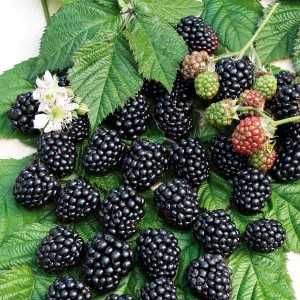 Mur de cultura, plante la ghiveci.