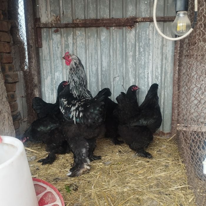 Продам куры домашние
