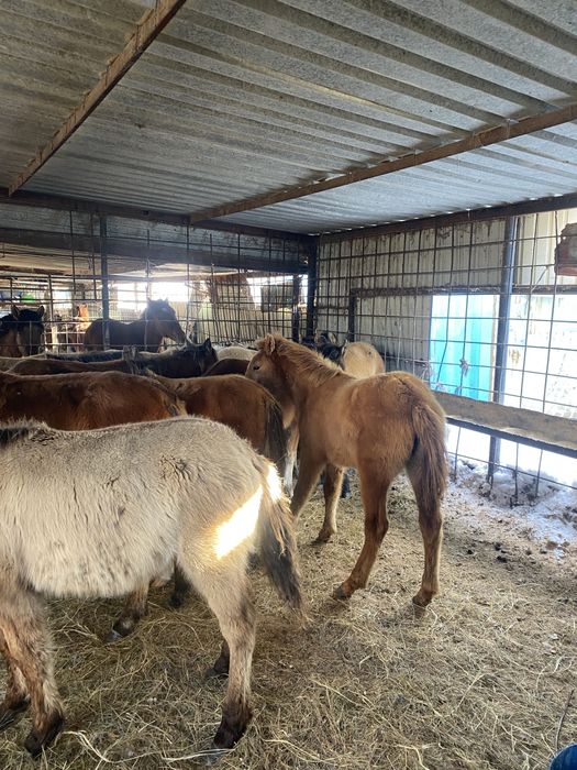 Жабагылар еркек ургашы