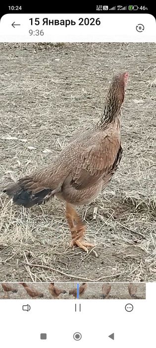 Сатлады срочнаа.