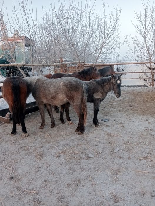 Продам тай с откорма