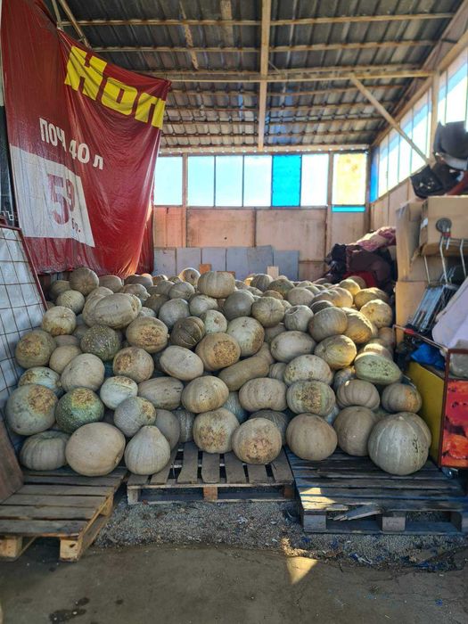 Кестенова Тиква Голяма перфектно съхранена