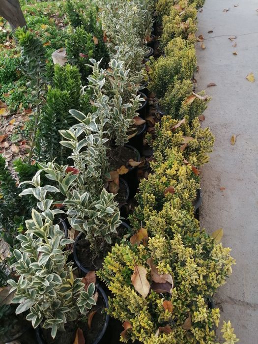 Брисклит 80000 сум