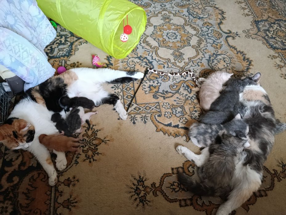 Котята без породные