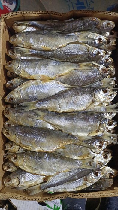 Вобла (Атырау) маласол с икрой